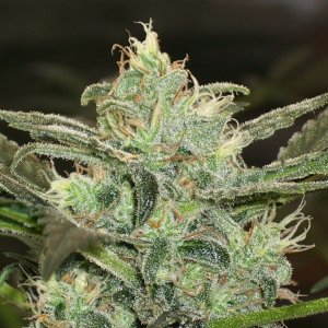 Iced_Grapefruit