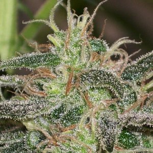 Iced_Grapefruit