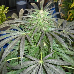 Woodsman Outdoors 10-21 Bubba_Kush