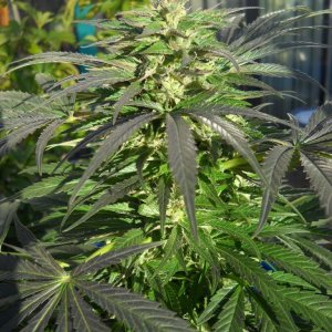 Woodsman Outdoors 10-21 Bubba_Kush_Main_Cola