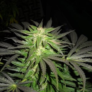 Woodsman Outdoors 10-23 Bubba_Kush