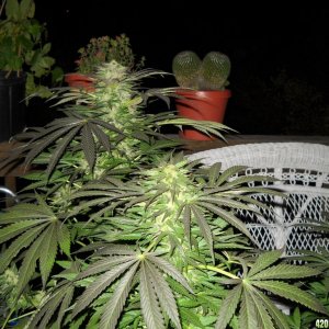 Woodsman Outdoors 10-23 Bubba_Kush