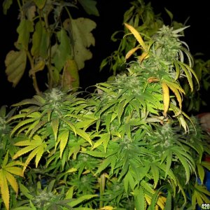 Woodsman Outdoors 10-23 Northern_Lights_5