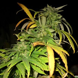 Woodsman Outdoors 10-23 Northern_Lights_5