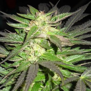 Woodsman Outdoors 10-23 Bubba_Kush