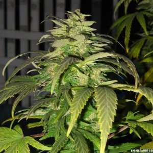 Woodsman Outdoors 10-23 Northern_Lights_5