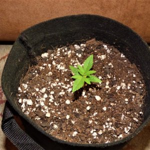 Critical Kush day 10.JPG