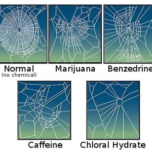 CaffeinatedSpider.jpg