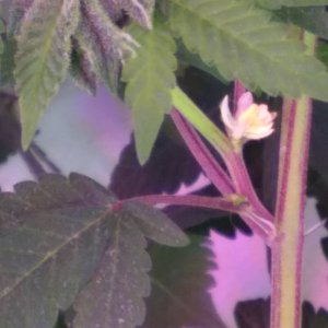 Week 4 Day 27 Flower 019.jpg