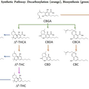 Cannabinoid Decarboxylation A Comparative Kinetic Study pdf.jpg