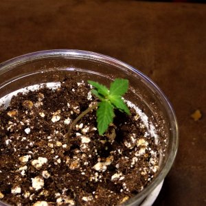 Chocolate Kush day 1.JPG