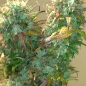 WT Bud Before Harvest 9_7_20.jpg