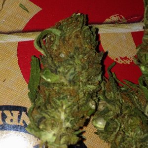 shashamane-sativa-vs-lambs-bread.jpg