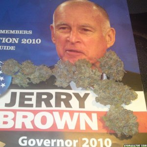 jerry_Buds_brown