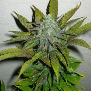 AK-48 right before harvest (48th day of flowering)