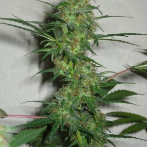 Twilight right before harvest (48th day of flowering)