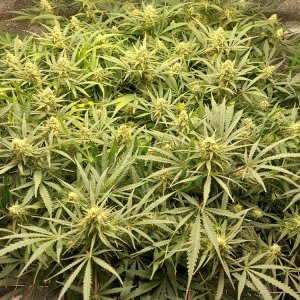 WBIP-HSO-Greencrack -9-12-20 flower day 25.jpg