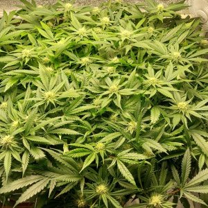 Dinafem-Big Kush-Bud Buddy-11-22-20.jpg