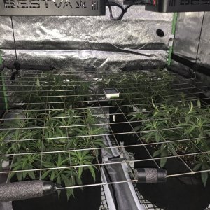 scrog.jpg