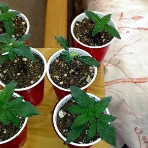 Wild Kush Seedling2.jpg