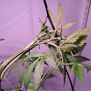 Seedman Jack Herer Bud Buddy stress training 1-21-2021.jpg