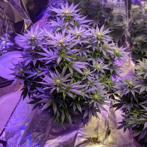 Purplepower week1 flower.jpg