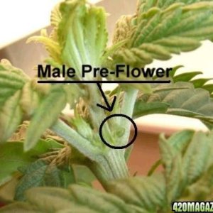 3) male_preflower.jpg