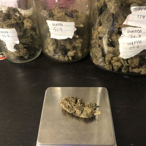 First Wappa Nug.jpg