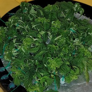 1_grow_Meaghan_day_35.jpg