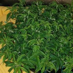 1_grow_Meaghan_day_45.jpg