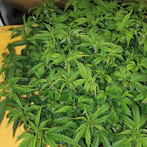 1_grow_Meaghan_day_49.jpg