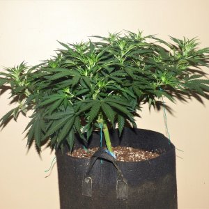 Grand Daddy Purple day 62.JPG