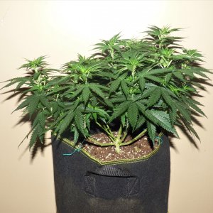 Strawberry Banana Grape day 62.JPG