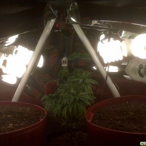 deacns grow journal