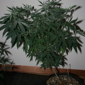 Sour D mom purple nurple mom to be 18 days flower