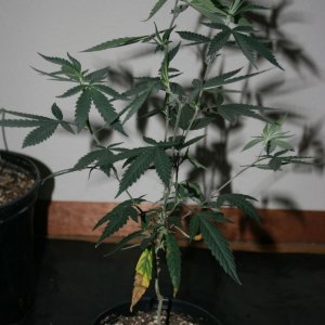 Sour D mom purple nurple mom to be 18 days flower