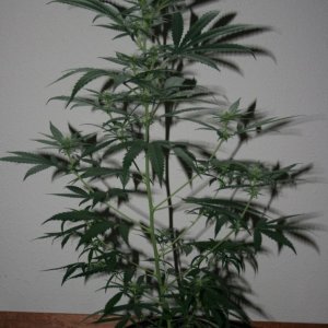 Sour D mom purple nurple mom to be 18 days flower