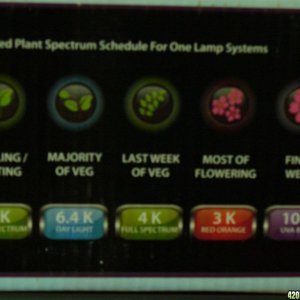 sunpulse digital bulb choices