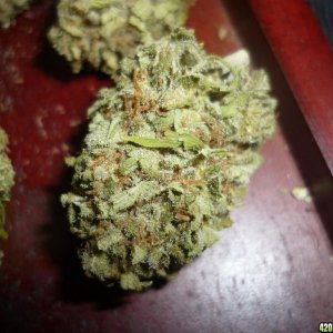 Oct_29th_Dark_Indica_Dominate_Bag_Seed3