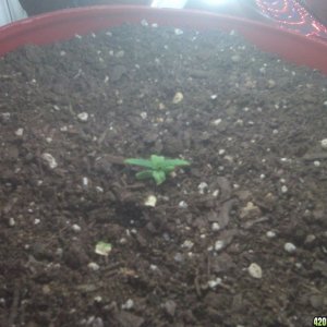 plant 1 10/29/10