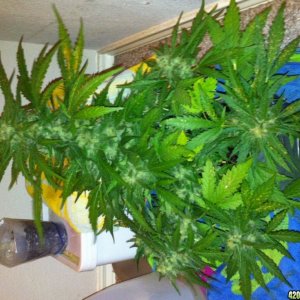 Wonder woman grow