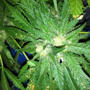 Wonder woman grow