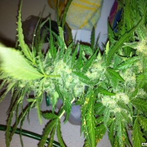 Wonder woman grow