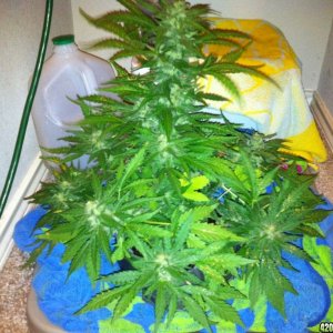 Wonder woman grow