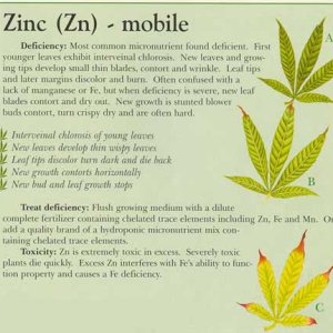 zinc-info-marijuana.jpg