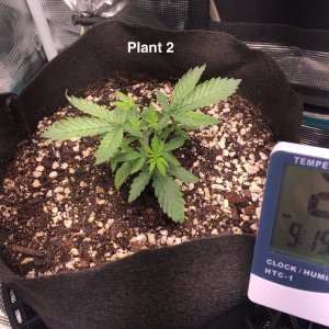 Plant #2 (Feb6th).jpg