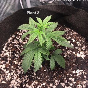 Plant #2 (Feb4th).jpg