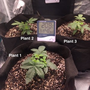 Plant #1 (Feb6th).jpg