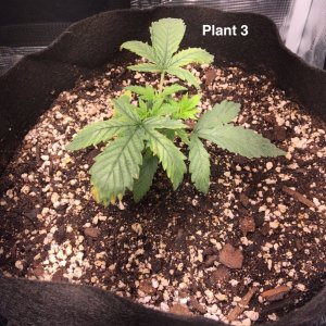 Plant #3 (Feb6th).jpg