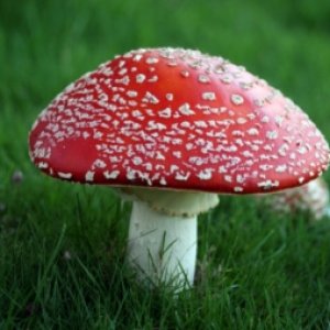 flyagaric.jpg